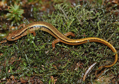 Southern Two-lined Salamander